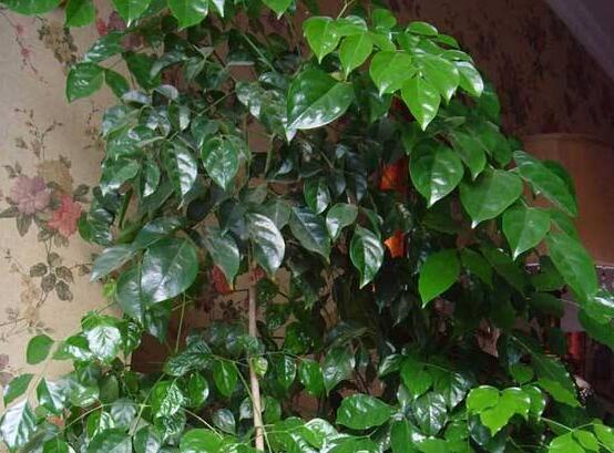 幸福樹種子怎么種，教你六大簡單步驟即可學(xué)會