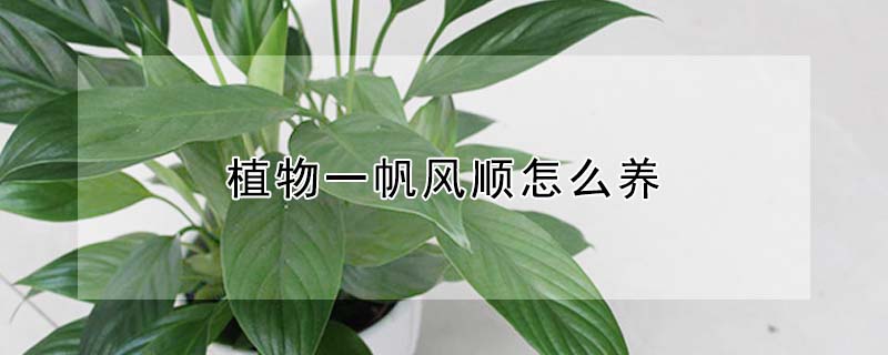 植物一帆風順怎么養(yǎng)