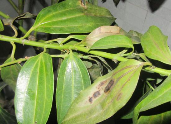 平安樹常見病蟲害有哪些，平安樹的病害防治