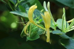 金銀花冬季如何修剪，小寒到立春之間進(jìn)行修剪