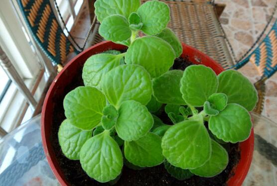 碰碰香怎么養(yǎng)茂盛，只需做好五個要點盆盆爆滿