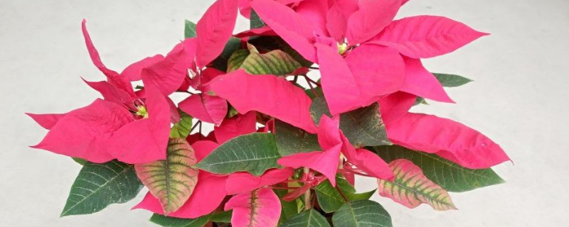 一品紅幾天澆一次水