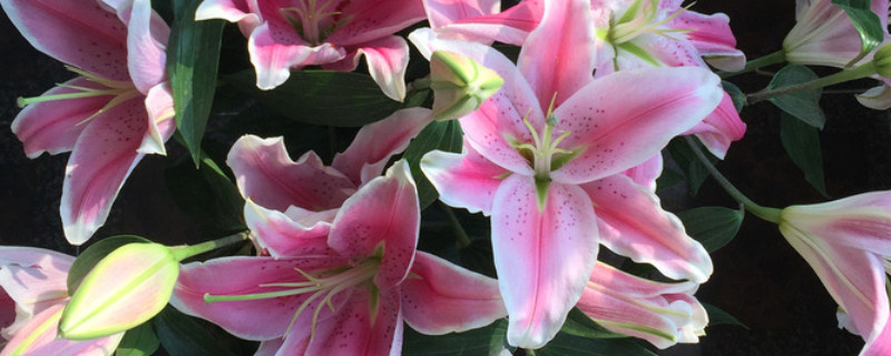 香水百合冬季怎樣養(yǎng)護