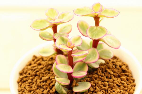 雅樂之舞花語(yǔ)是什么，沉默的愛、熱烈與光明