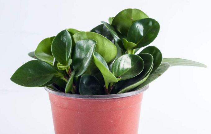 紫葉碧玉怎么養(yǎng)，土壤的選擇很關(guān)鍵