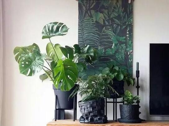 盆栽龜背竹的養(yǎng)殖方法，生長(zhǎng)所需的4個(gè)方面要點(diǎn)