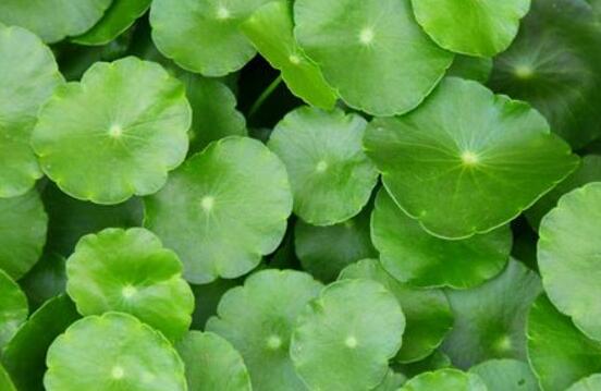 銅錢草水培變黃怎么辦，做好六大要點(diǎn)變得青翠碧綠