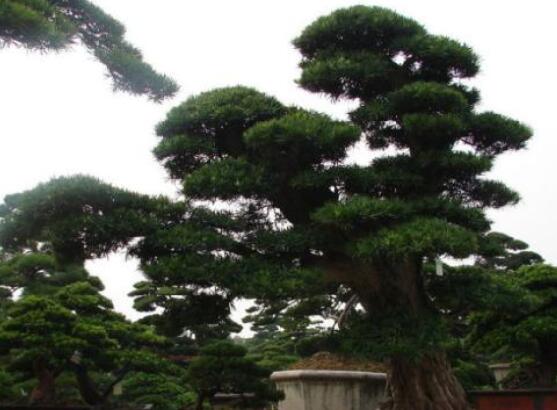 羅漢松風(fēng)水學(xué)和寓意，趨吉避兇，辟邪化煞