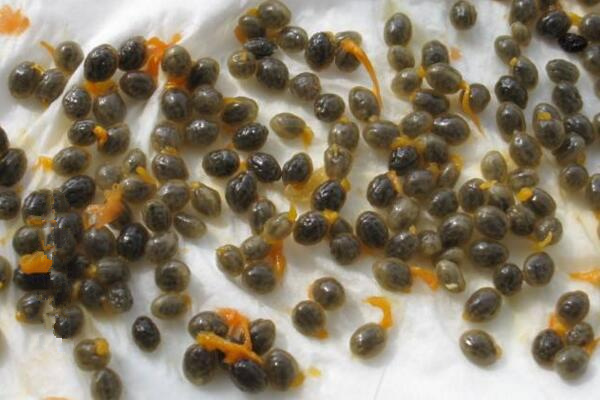 曇花種子怎么種，曇花種子的種植步驟詳解