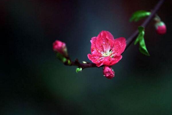 桃花有毒嗎，只有少部分人對桃花粉過敏