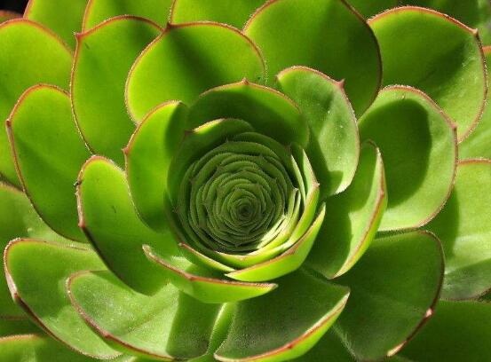 玉樹冬天怎么養(yǎng)，教你六個(gè)方法安然過(guò)冬