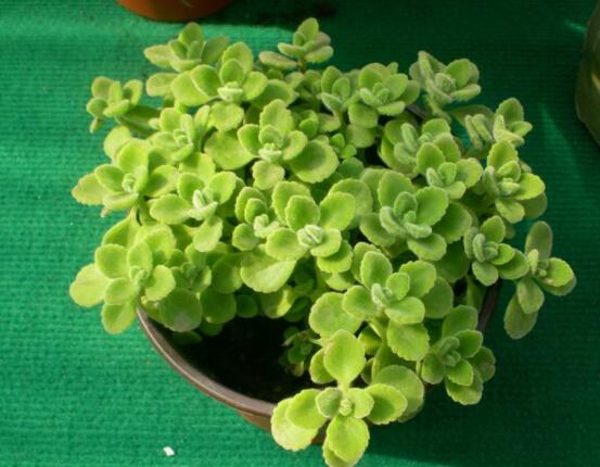 碰碰香能吃嗎，可食/泡茶泡酒香味濃郁、美味可口