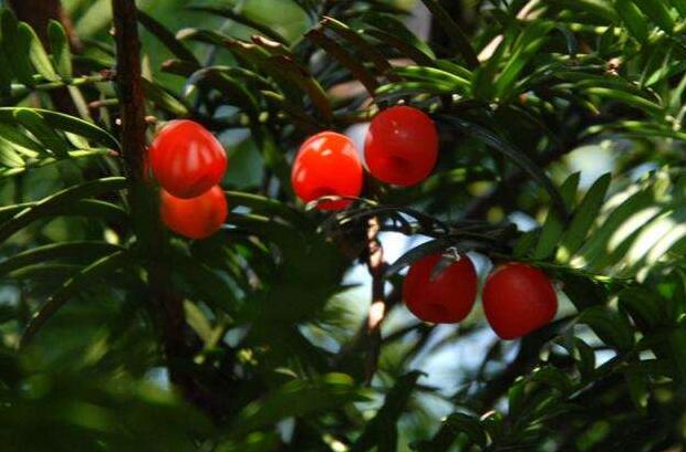 家里紅豆杉的風(fēng)水禁忌，五行多木的人不適合養(yǎng)殖