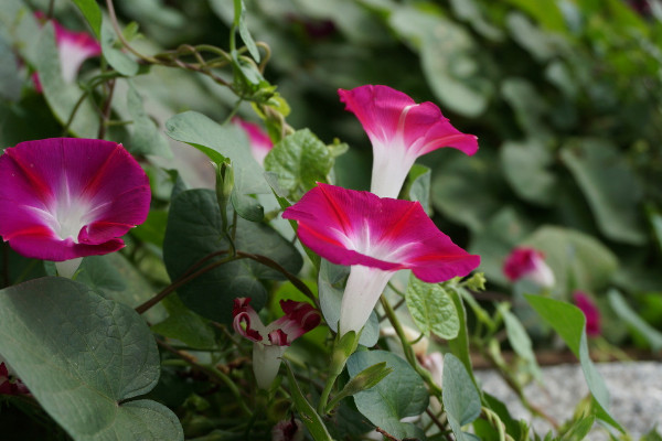 牽?；茉谑覂?nèi)養(yǎng)嗎