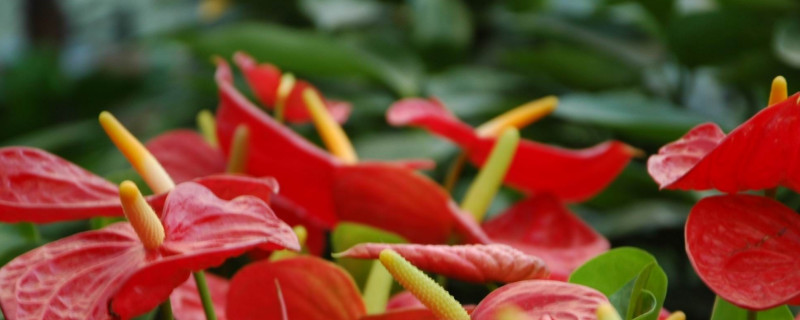 鴻運當頭用什么土養(yǎng)殖