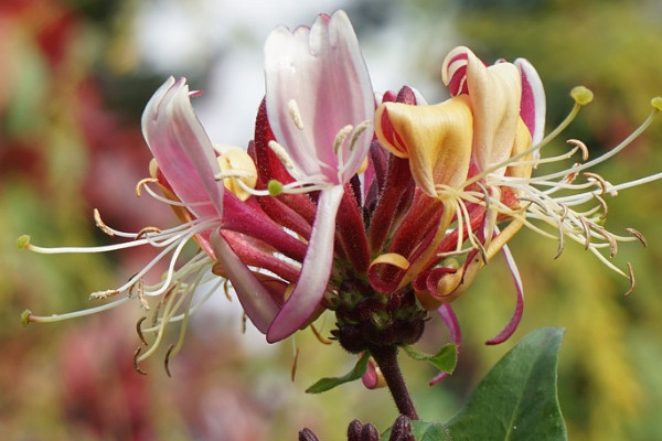 金銀花什么時候移栽存活率高