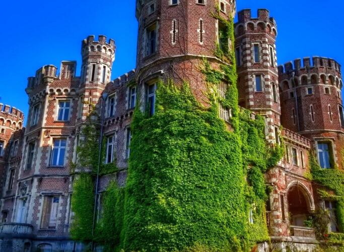 常春藤葉片發(fā)黑怎么辦，可能是得了灰霉病