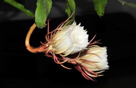 曇花什么時(shí)候葉插，以春季為主/擇兩年生健康老葉