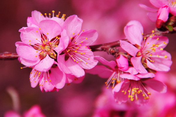 桃花是什么季節(jié)開(kāi)的