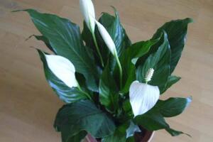 一帆風(fēng)順的品種有哪些，一帆風(fēng)順花品種圖片大全