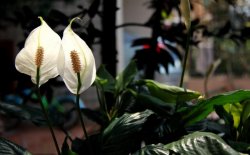 一帆風(fēng)順花葉子發(fā)黃怎么辦，及時(shí)采光施肥可以挽救葉子發(fā)黃