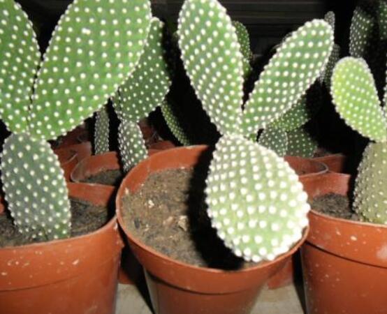 仙人掌沒(méi)根能活嗎，能活/傷口消毒晾干、重新移植上盆