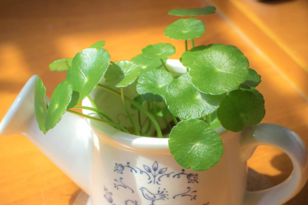 銅錢草種子怎么水培，先催根出苗后再移到水培環(huán)境中