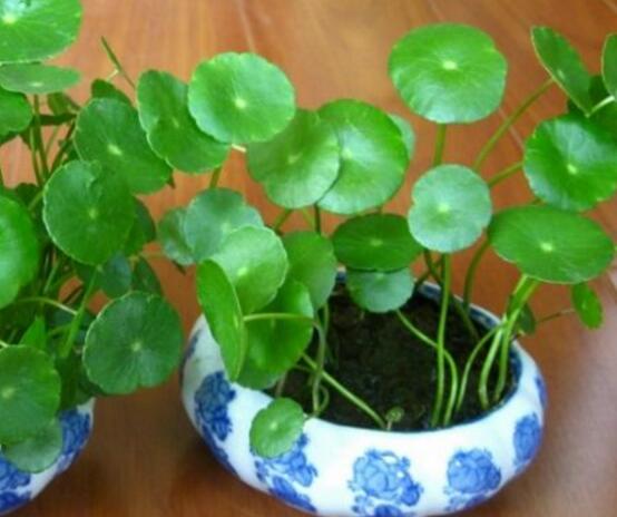 銅錢草水培變黃怎么辦，做好六大要點(diǎn)變得青翠碧綠