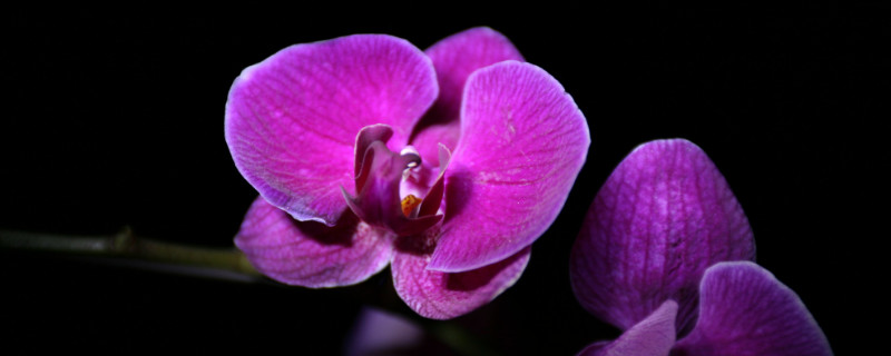 開(kāi)過(guò)的蝴蝶蘭怎么處理