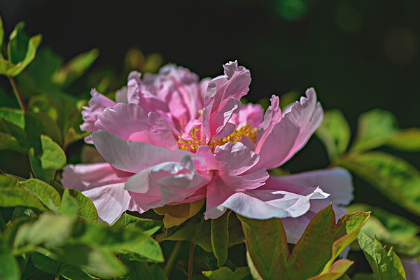 牡丹秋天開(kāi)花有什么兆頭