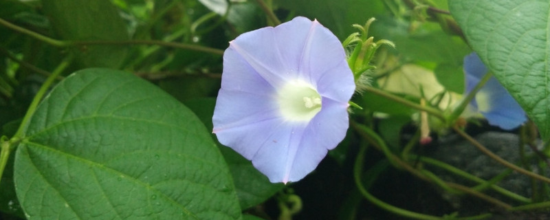 盆栽牽?；S葉怎么辦