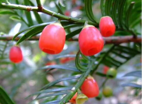 紅豆杉的藥用價(jià)值，盤點(diǎn)紅豆杉六大藥用價(jià)值