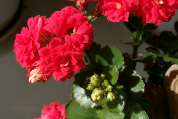 長(zhǎng)壽花怎么養(yǎng)才能爆盆