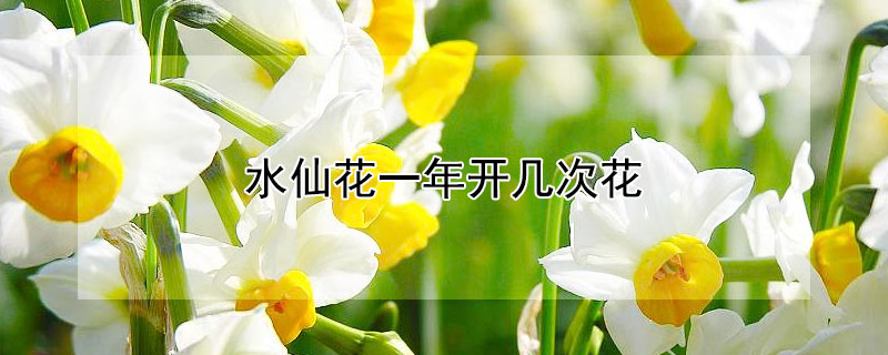 水仙花一年開(kāi)幾次花