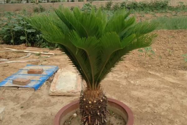 如何控制鐵樹新葉長(zhǎng)度