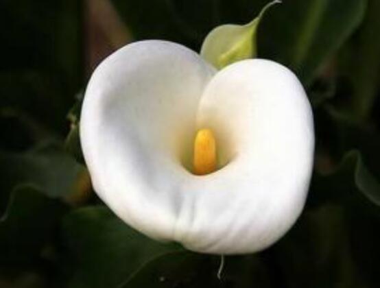 馬蹄蓮的繁殖方法圖解，詳解三種存活率最高常用方法