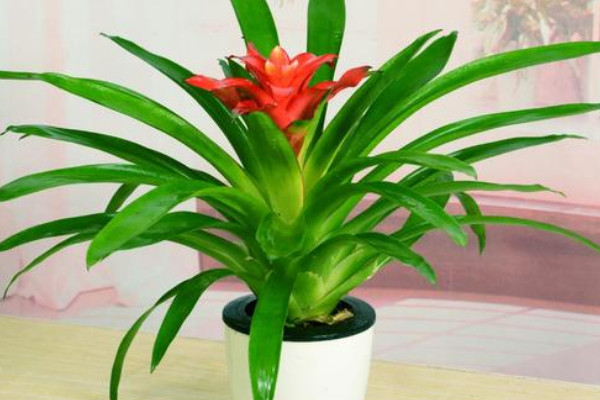 鴻運(yùn)當(dāng)頭小苗沒(méi)根能活嗎