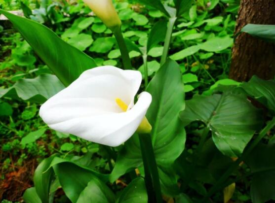 馬蹄蓮的養(yǎng)殖方法圖解，老農(nóng)總結(jié)六點最實用的基本方法