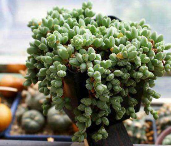 碧玉蓮葉子發(fā)黃變軟怎么辦，教你四種原因以及解決辦法