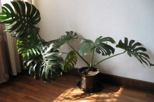 龜背竹怎么扦插，建議在春秋季節(jié)進行扦插