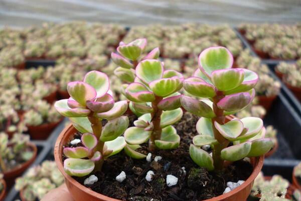 雅樂之舞怎么施肥，雅樂之舞的施肥方法