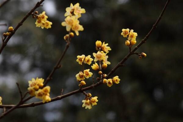 梅花與桃花的區(qū)別，通過花期、顏色、高度進(jìn)行區(qū)分