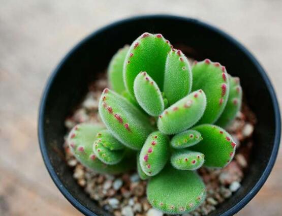 熊童子開花要施肥嗎，施以磷鉀肥為主/35度以上停止施肥