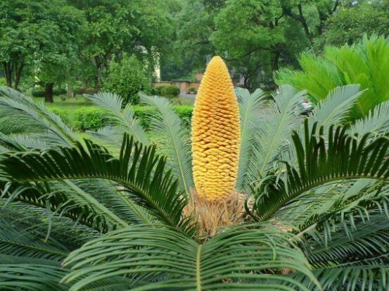 鐵樹(shù)開(kāi)花好不好，象征著幸福、吉祥、富貴