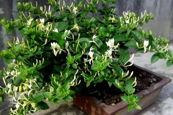 金銀花樹苗的種植方法，種后養(yǎng)護(hù)非常關(guān)鍵