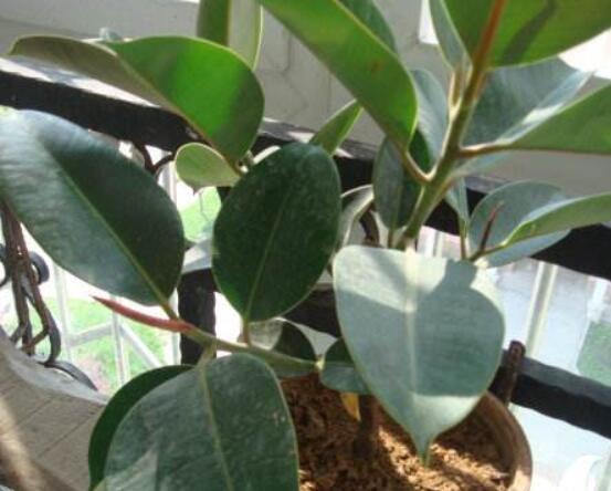 橡皮樹長黑斑怎么辦，兩種原因以及解決辦法