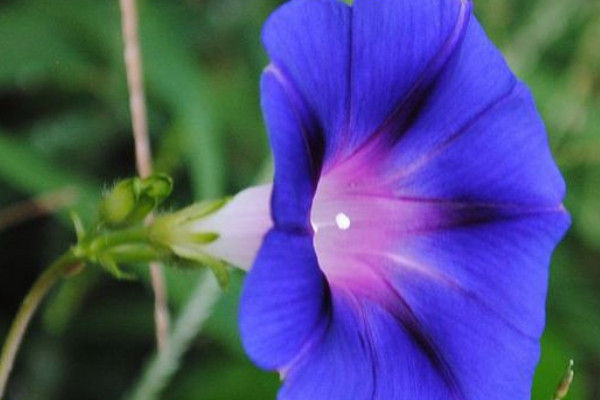 怎樣讓牽?；ńY(jié)籽