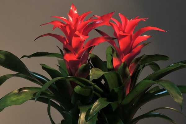 鴻運(yùn)當(dāng)頭的花為什么不紅了