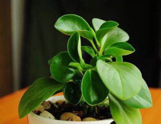 紫邊碧玉椒草的養(yǎng)殖方法和注意事項嗎，老農(nóng)教你六大基本養(yǎng)殖方法