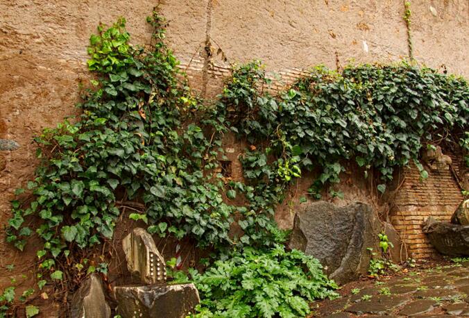 常春藤常見病害及防治，炭疽病和介殼蟲的治療方法